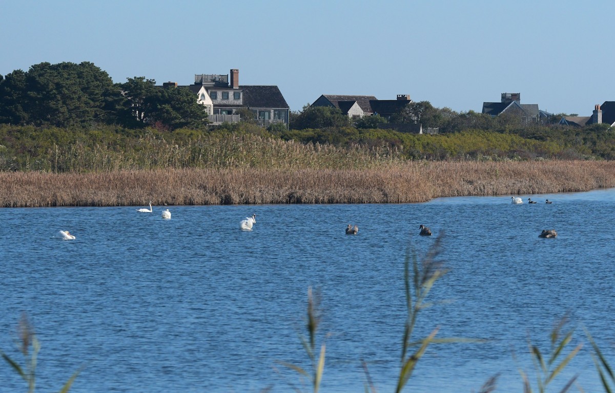 Mute Swan - ML642975020