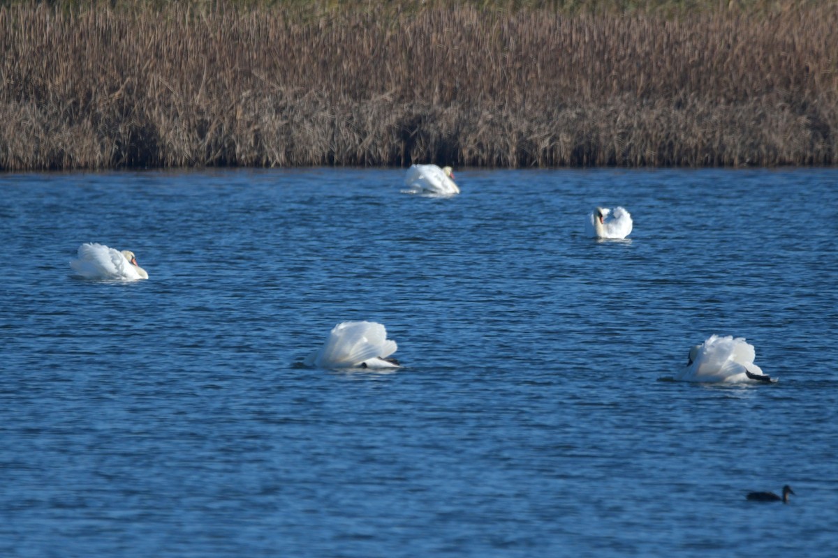 Mute Swan - ML642975021