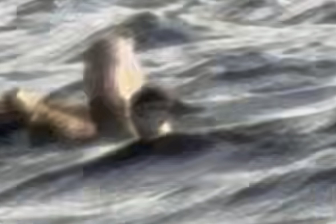 Ruddy Duck - ML642975052