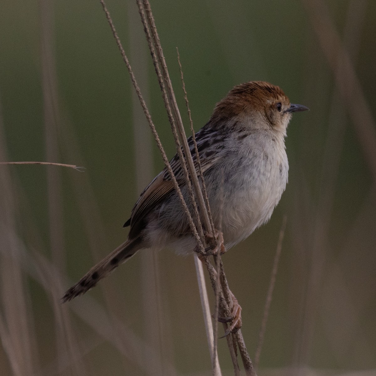 Levaillant's Cisticola - ML642975060