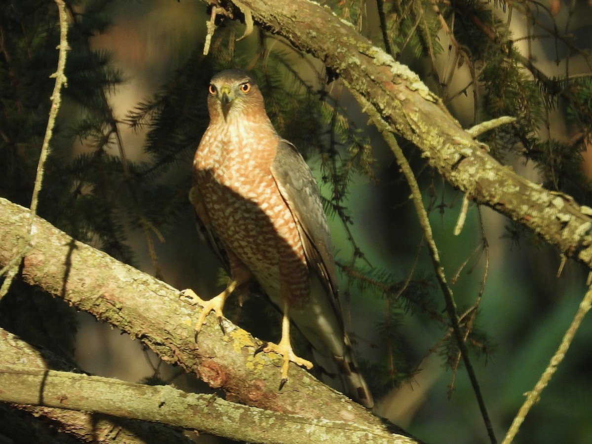 Cooper's Hawk - ML642975062
