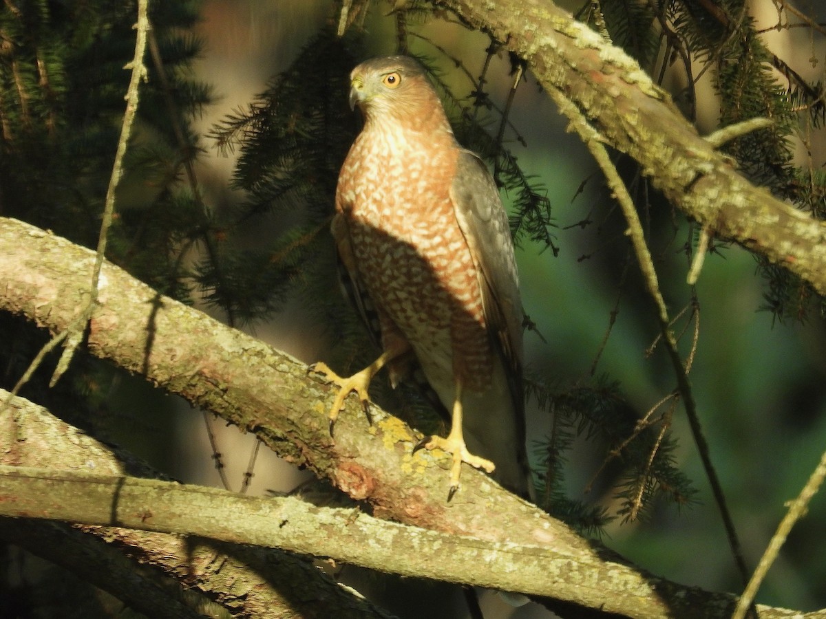 Cooper's Hawk - ML642975063