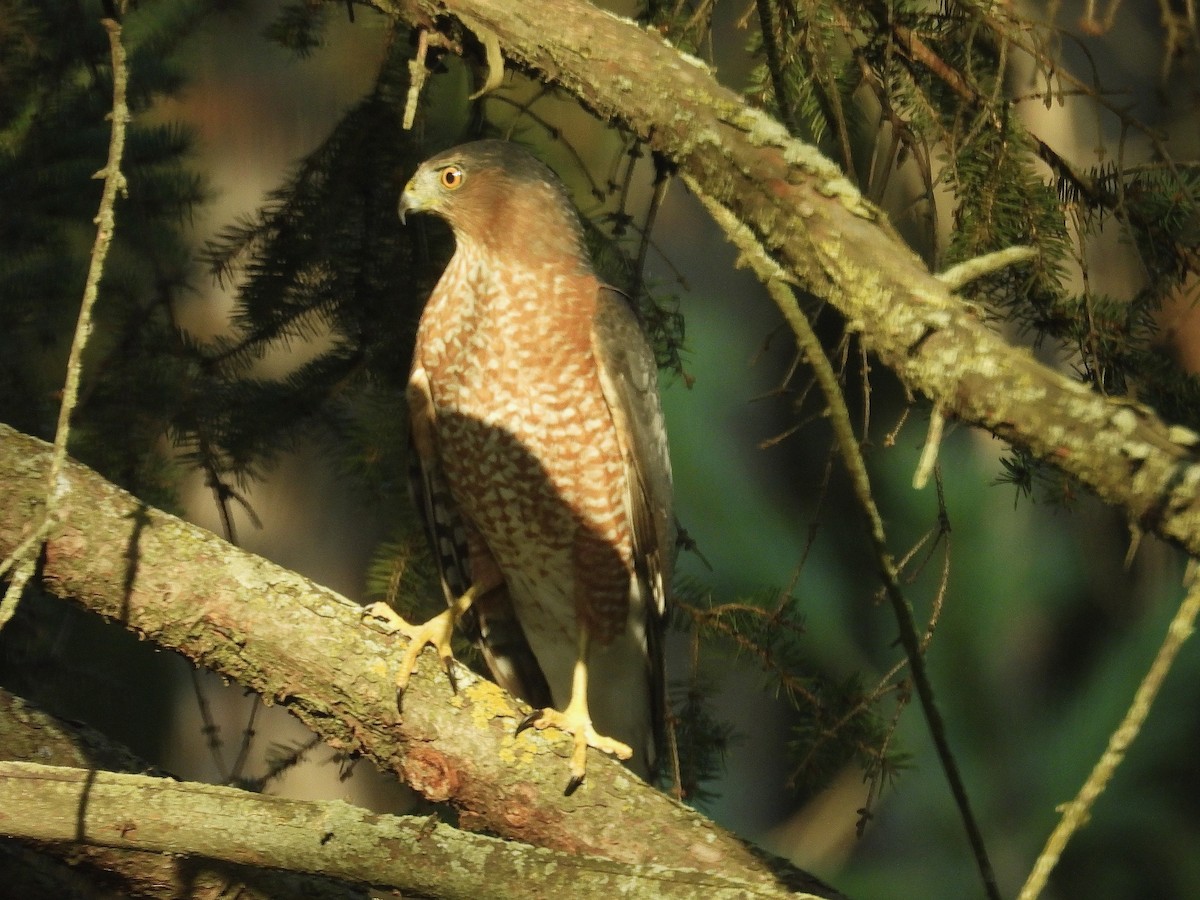 Cooper's Hawk - ML642975064