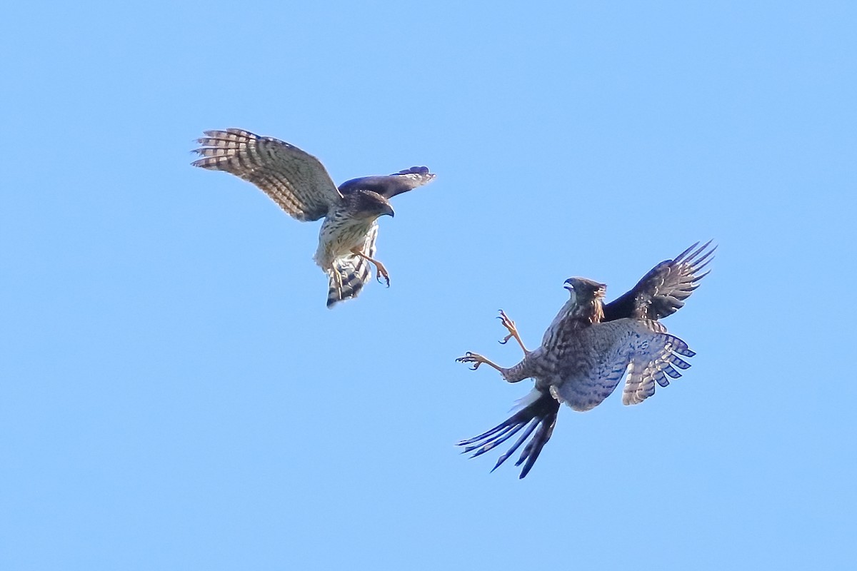 Cooper's Hawk - ML642975065