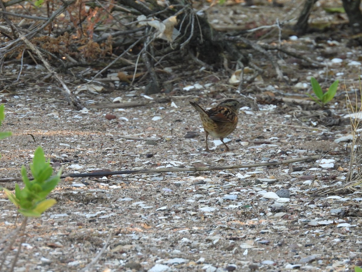 Swamp Sparrow - ML642975069