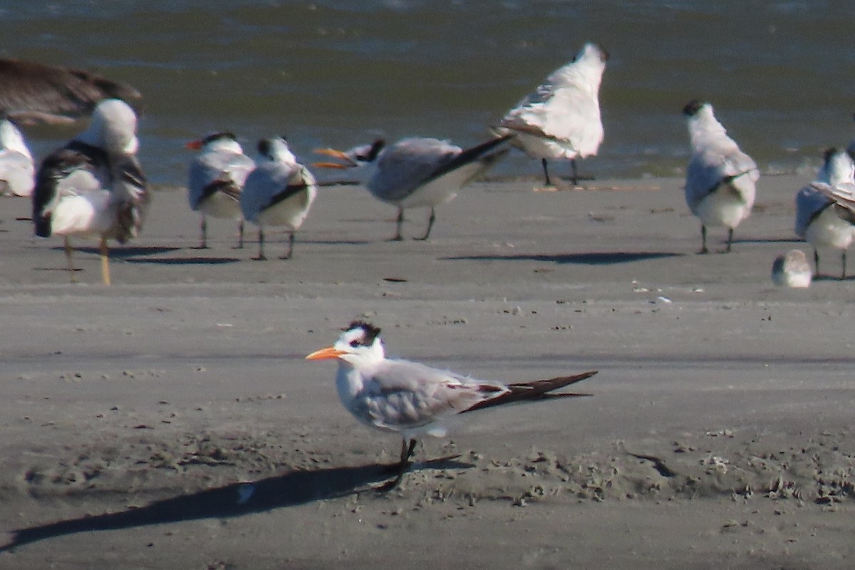 Royal Tern - ML642975095
