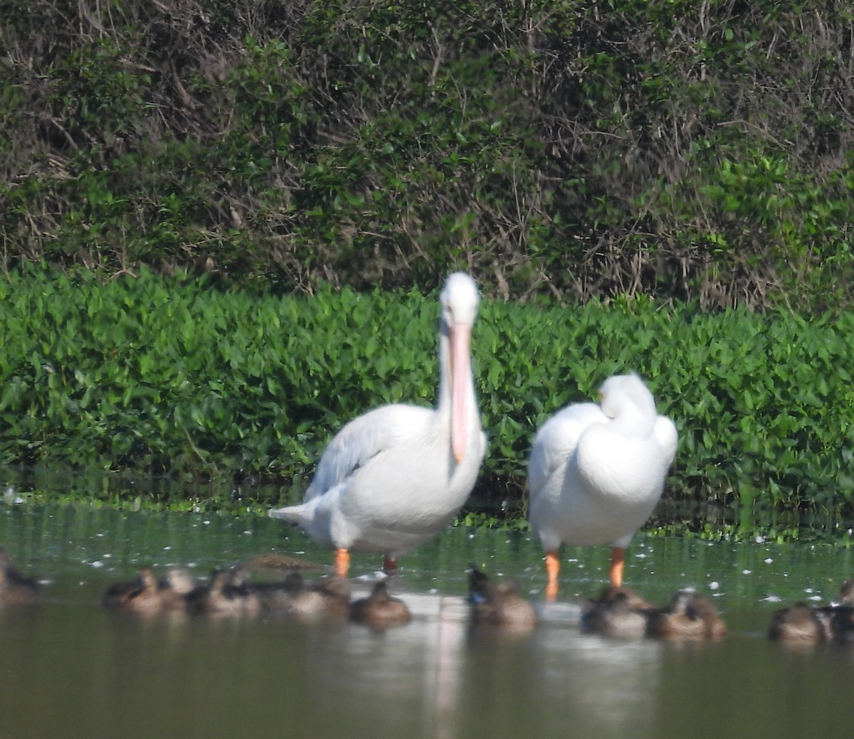American White Pelican - ML642975117