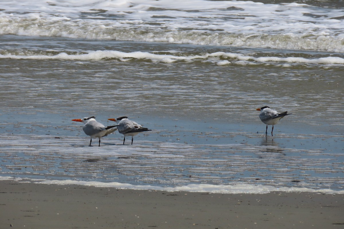 Royal Tern - ML642975136