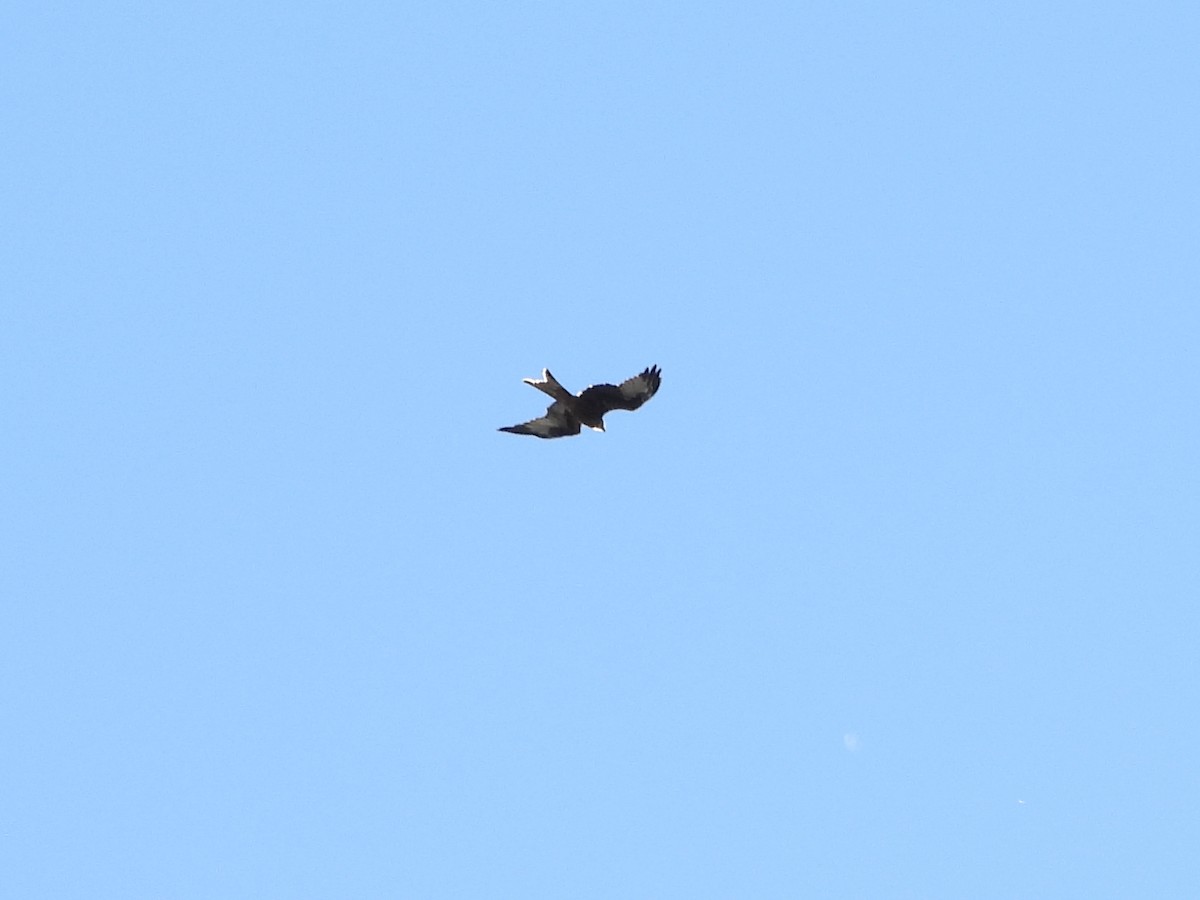 Red Kite - ML642975137