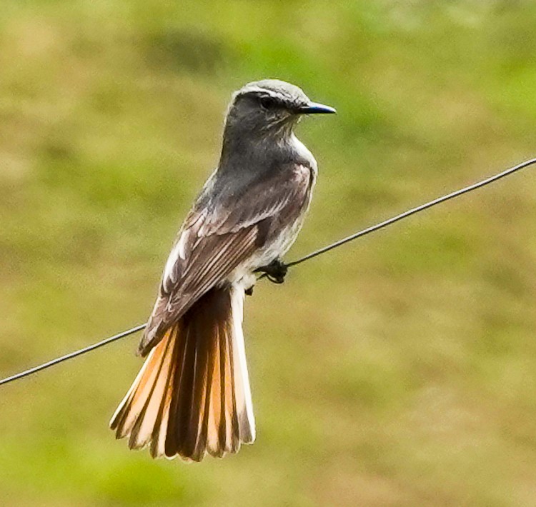 Rufous-webbed Bush-Tyrant - ML642975140