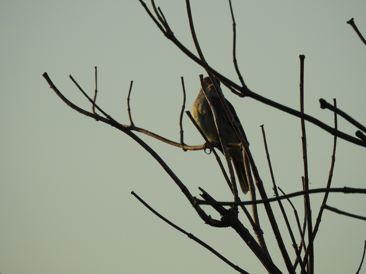 Savannah Sparrow - ML642975171