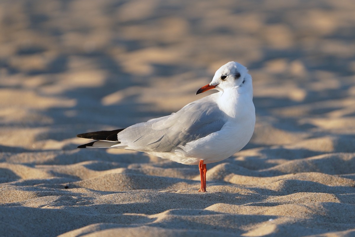 Black-headed Gull - ML642975174