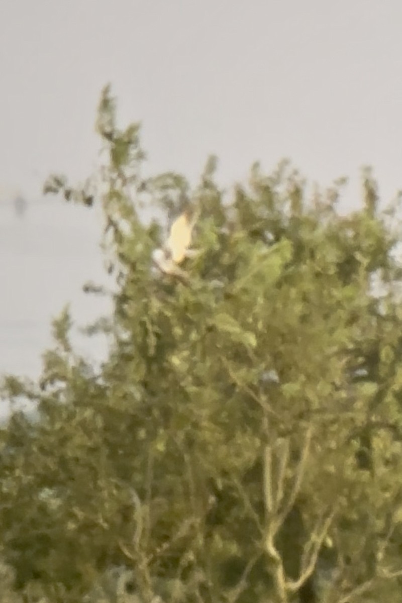 Black-winged Kite - ML642975189