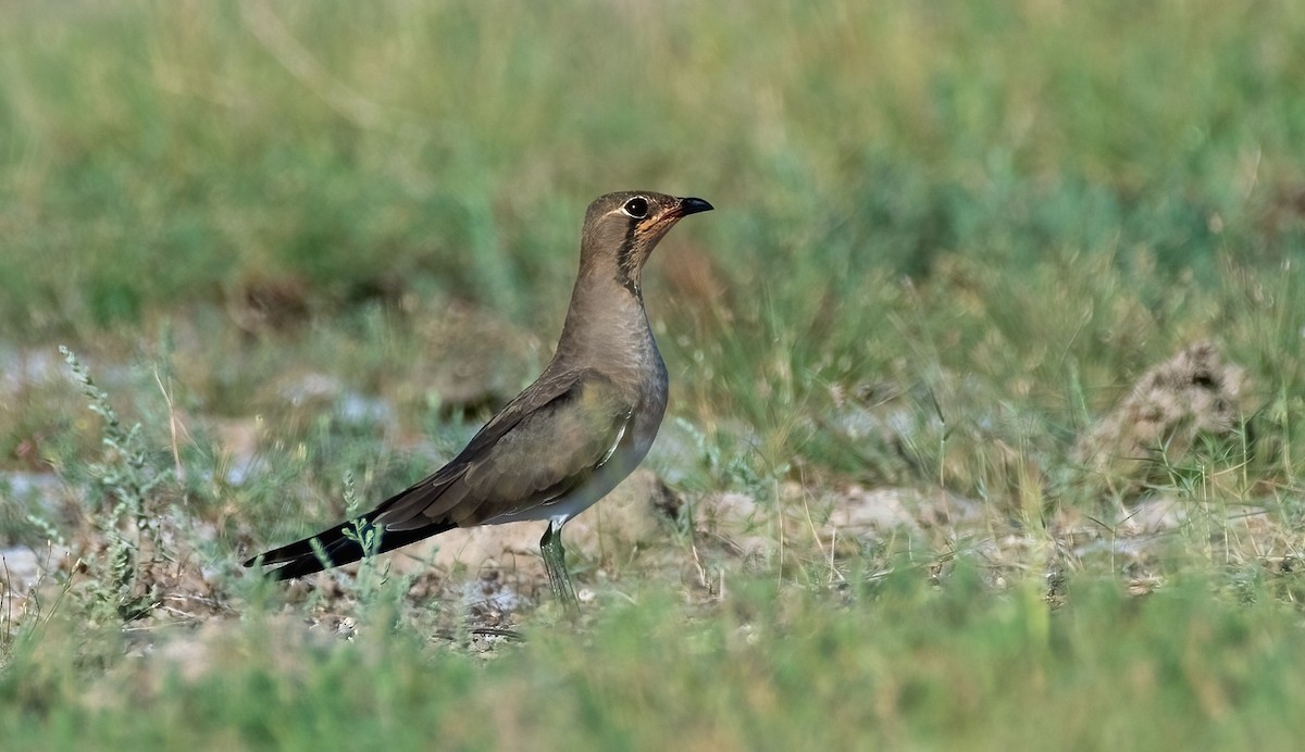 Collared Pratincole - ML642975190