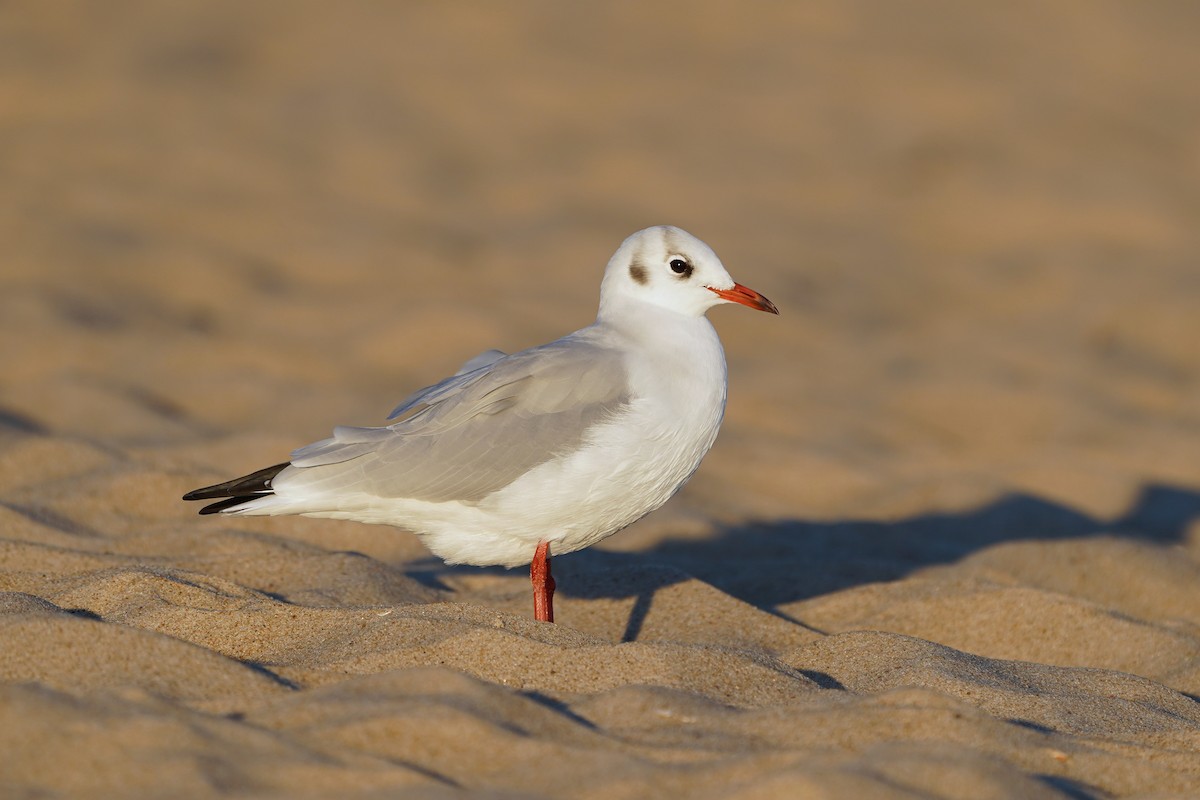 Black-headed Gull - ML642975197