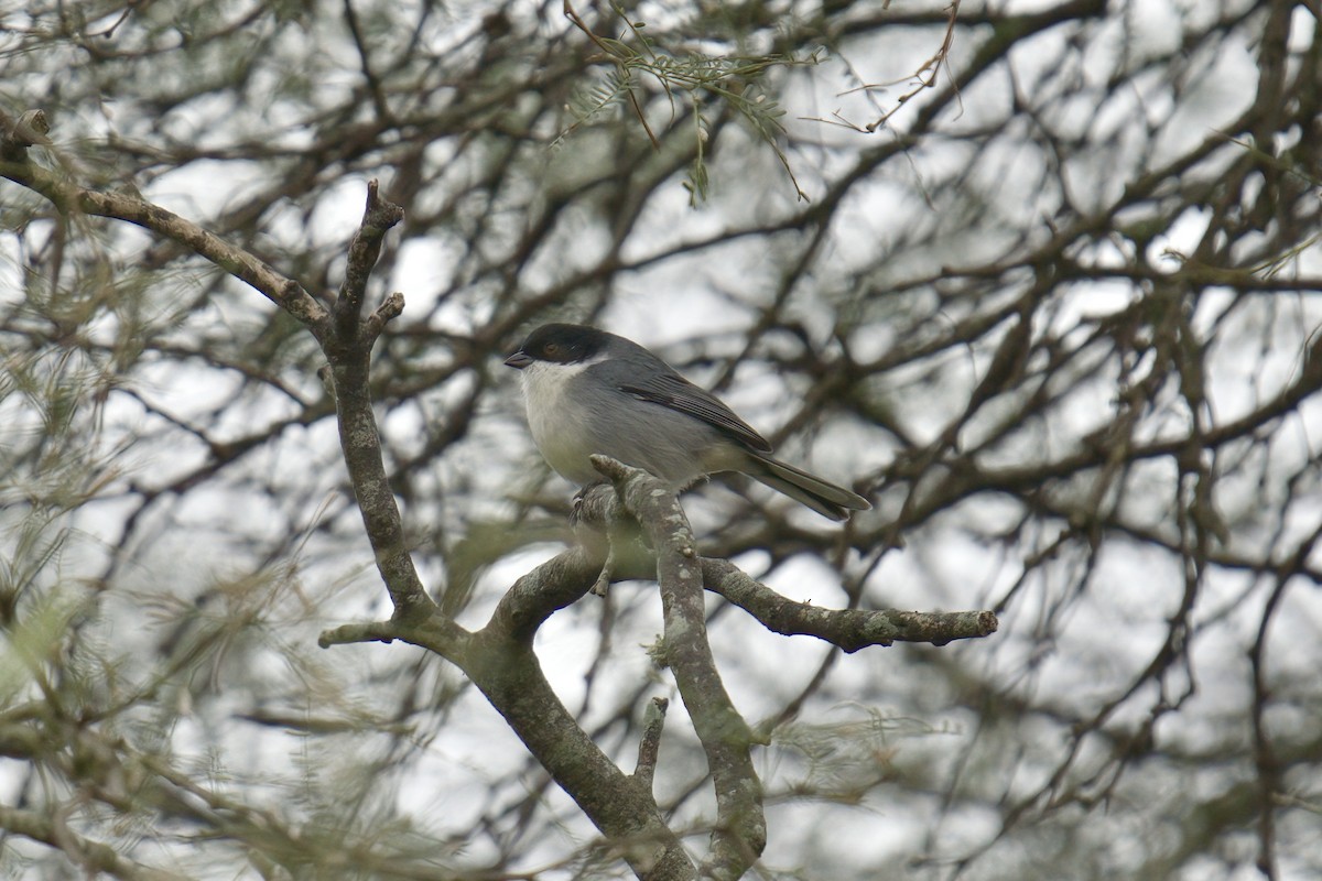 Black-capped Warbling Finch - ML642975228