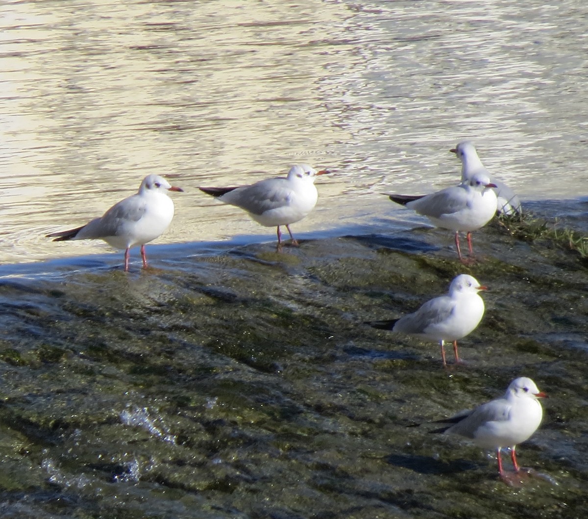 Black-headed Gull - ML642975229