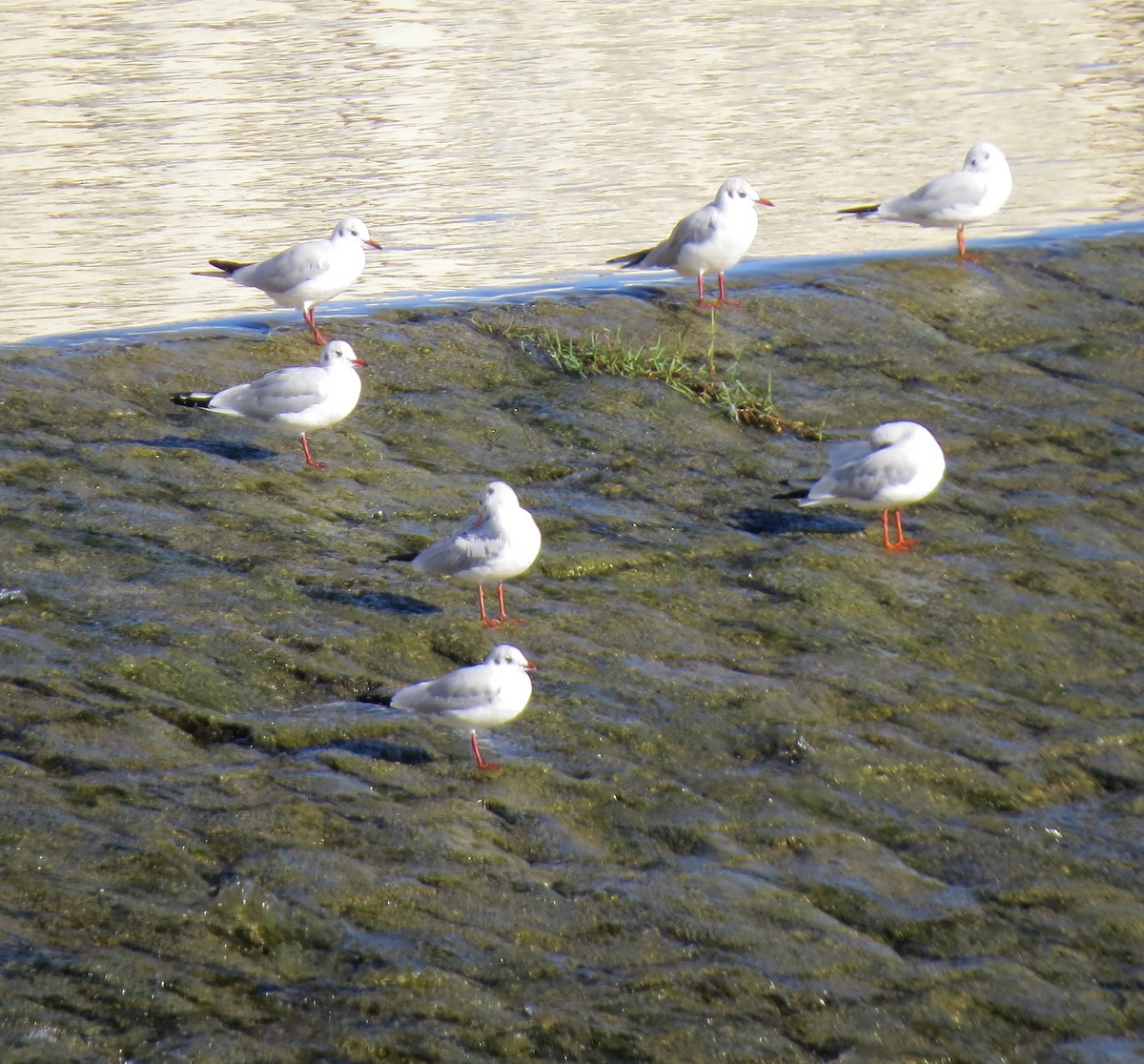 Black-headed Gull - ML642975230