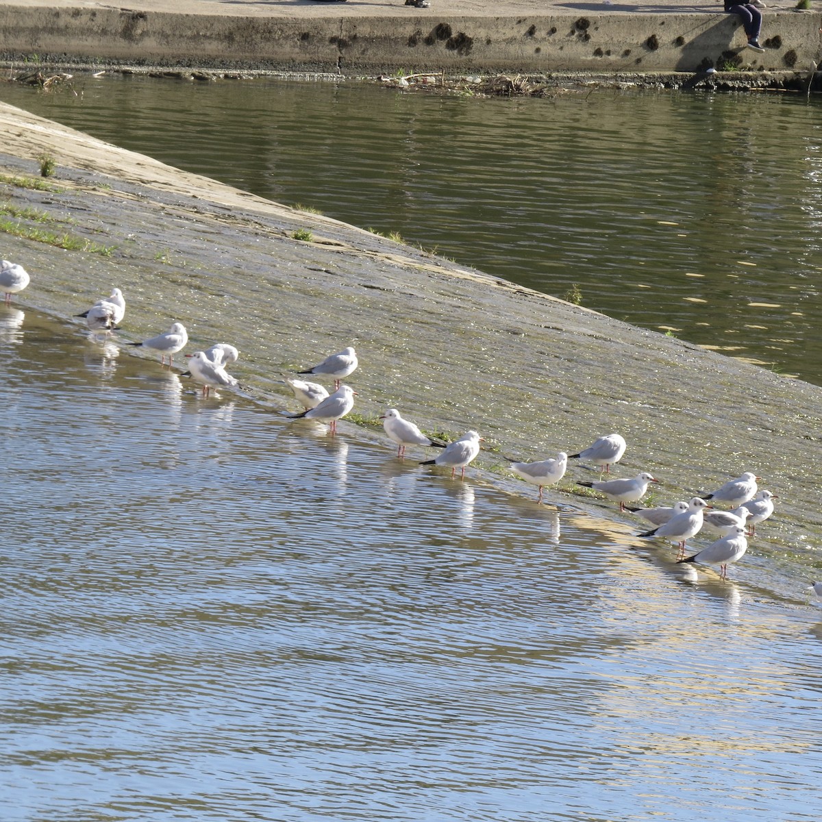 Black-headed Gull - ML642975231