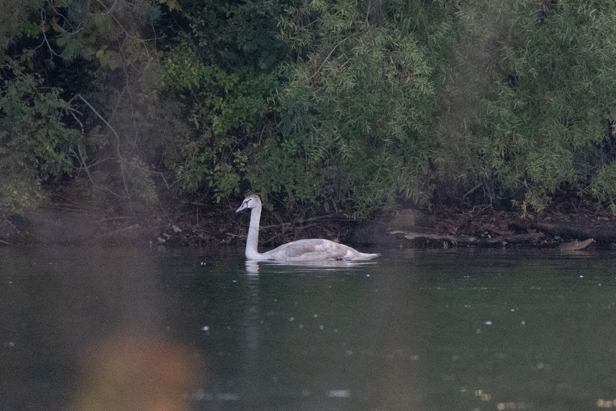 Mute Swan - ML642975232