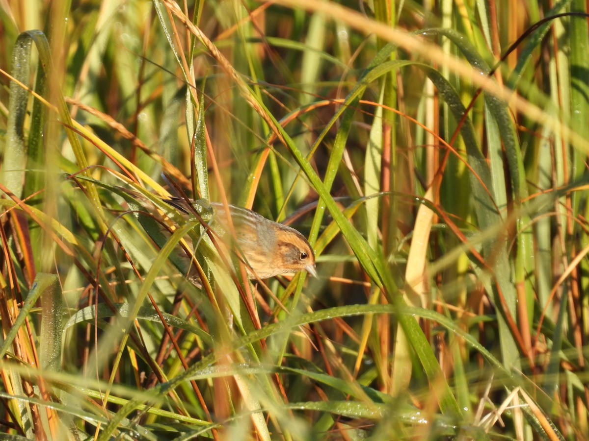 Nelson's Sparrow - ML642975243