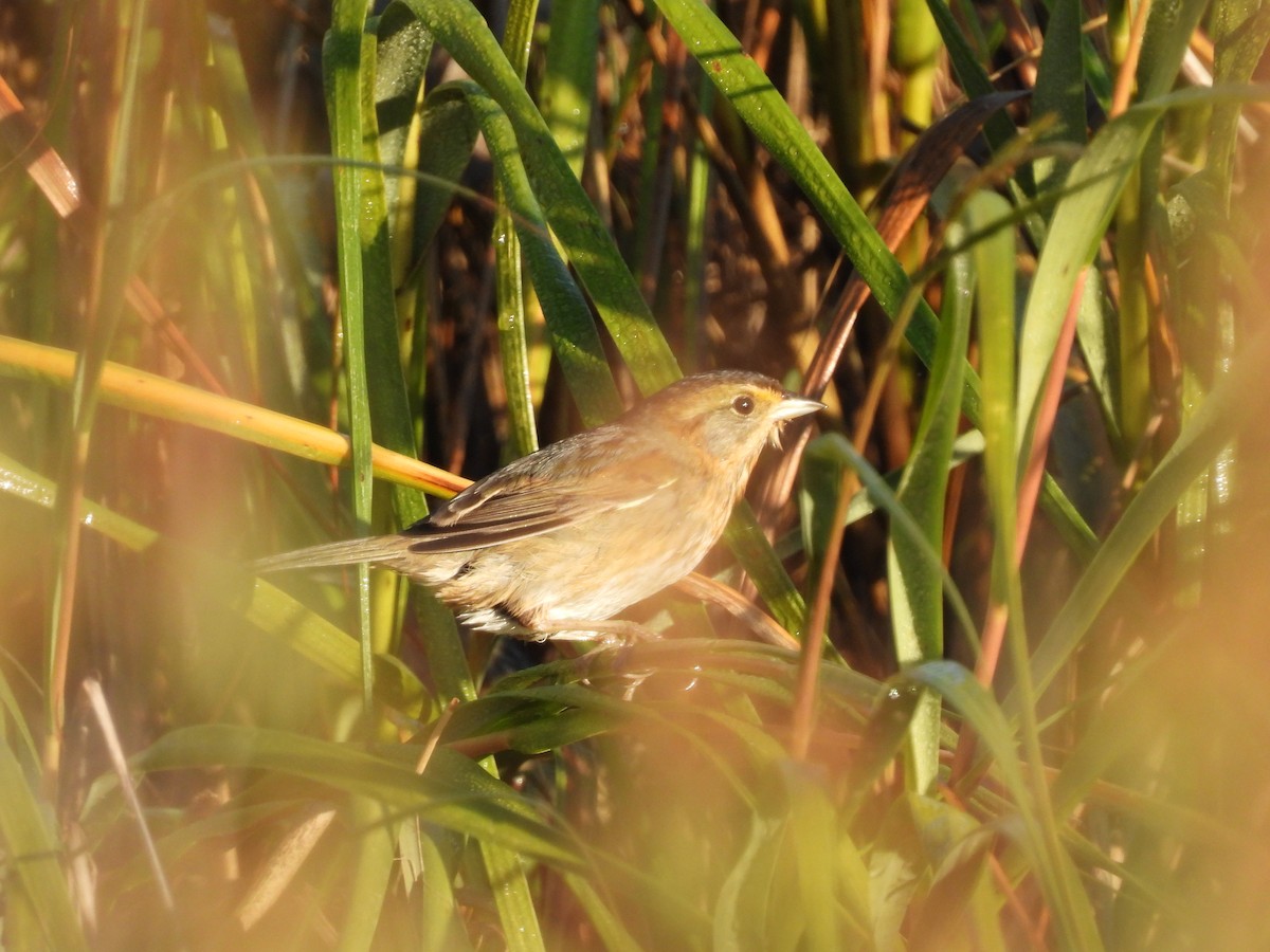 Nelson's Sparrow - ML642975244