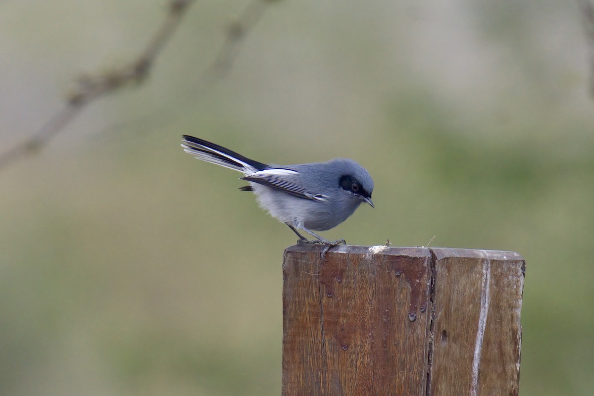 Masked Gnatcatcher - ML642975249