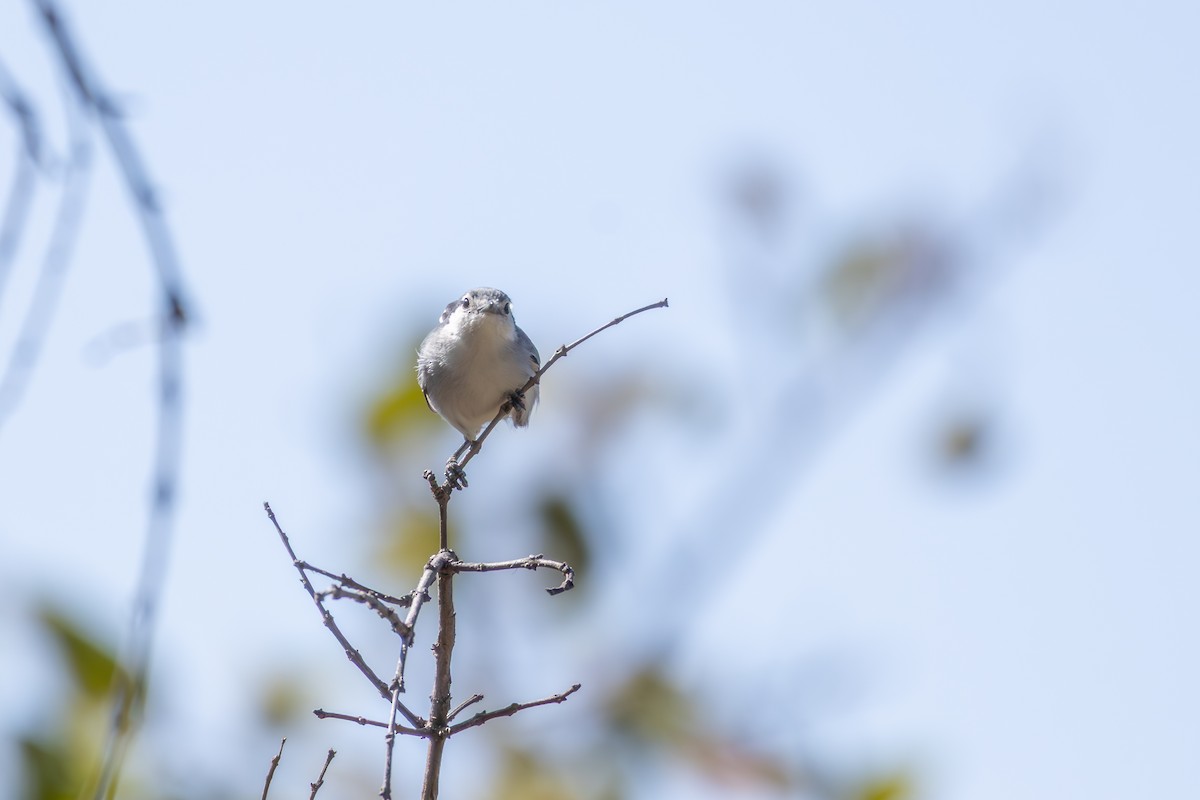 Masked Gnatcatcher - ML642975251
