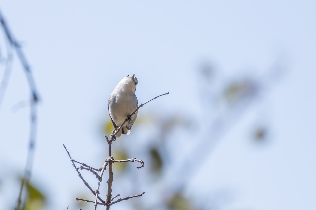 Masked Gnatcatcher - ML642975252