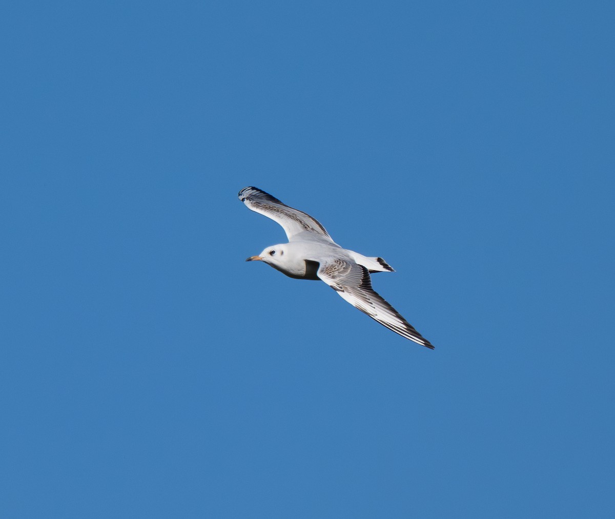 Black-headed Gull - ML642975263