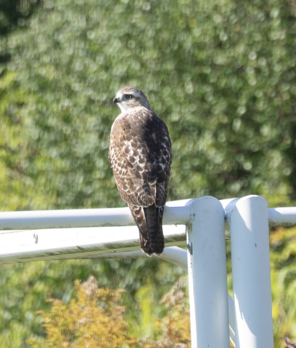 Red-tailed Hawk - ML642975273