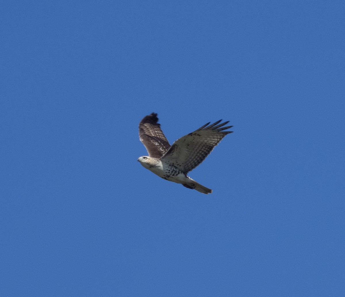 Red-tailed Hawk - ML642975274