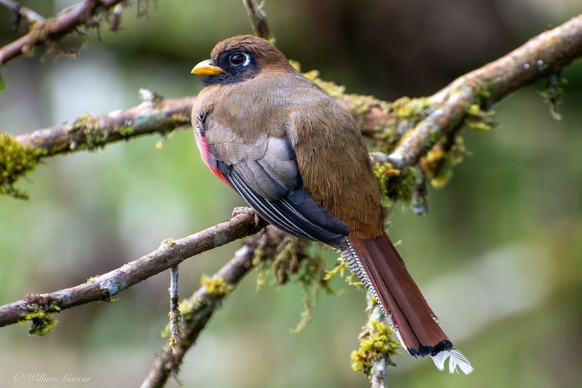 Masked Trogon - ML642975283