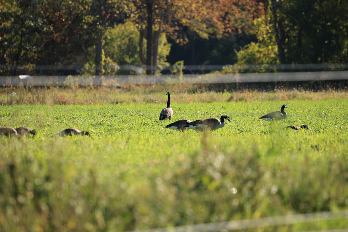 Canada Goose - ML642975287
