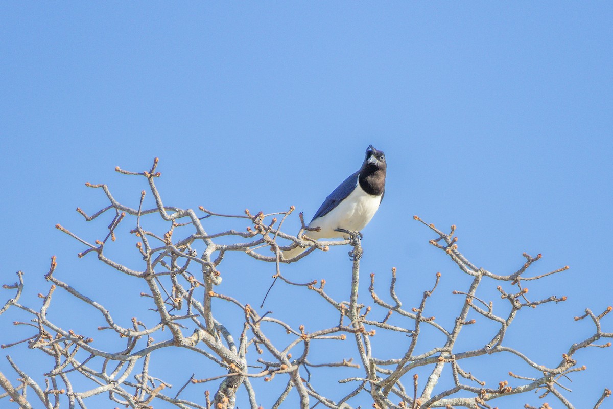 Curl-crested Jay - ML642975294