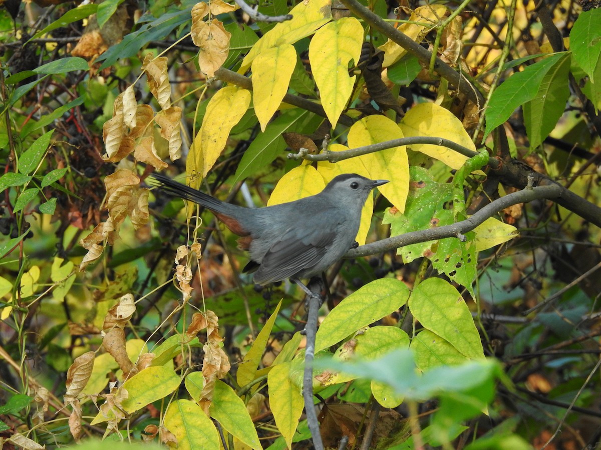 Gray Catbird - ML642975296