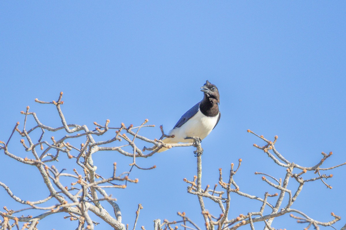 Curl-crested Jay - ML642975297