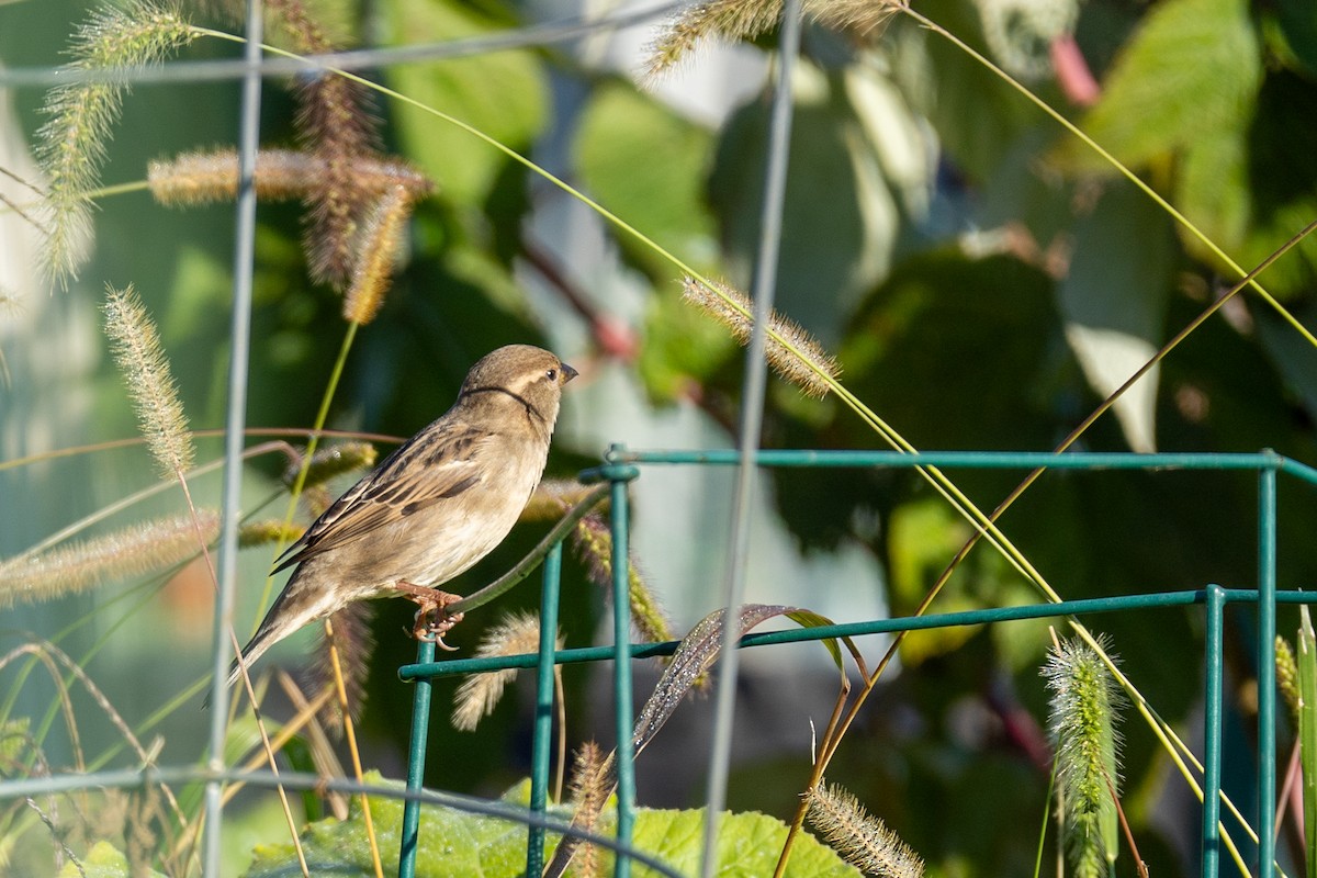 House Sparrow - ML642975304
