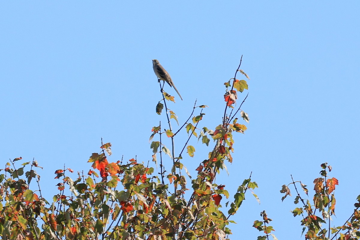 Northern Mockingbird - ML642975313