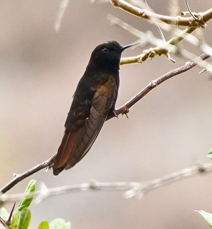 Black Metaltail - ML642975323