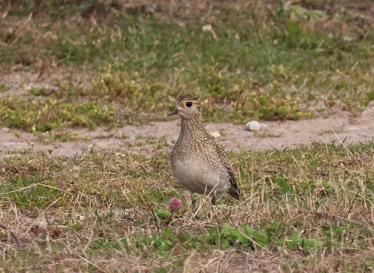 European Golden-Plover - ML642975324