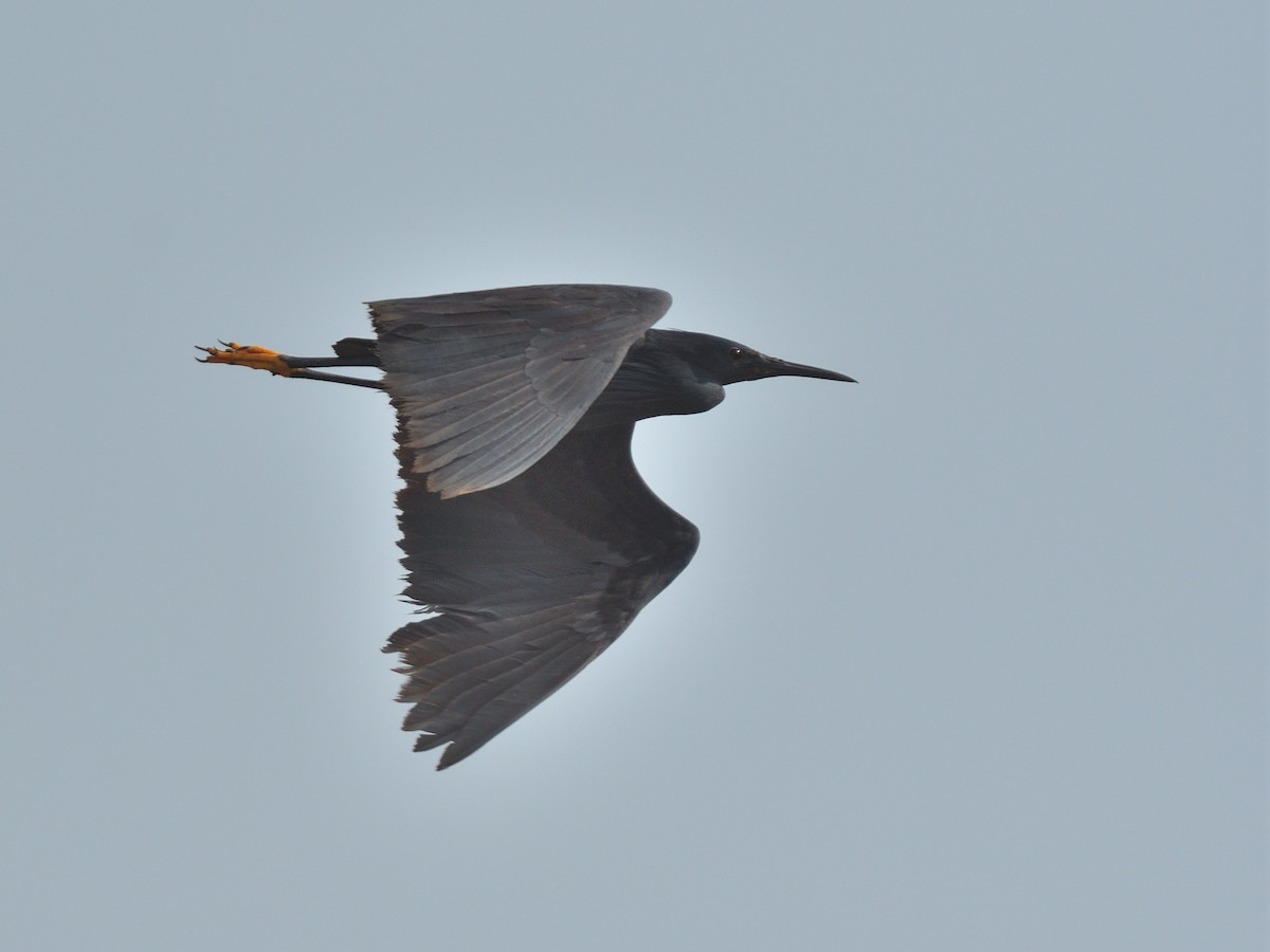 Black Heron - ML642975325