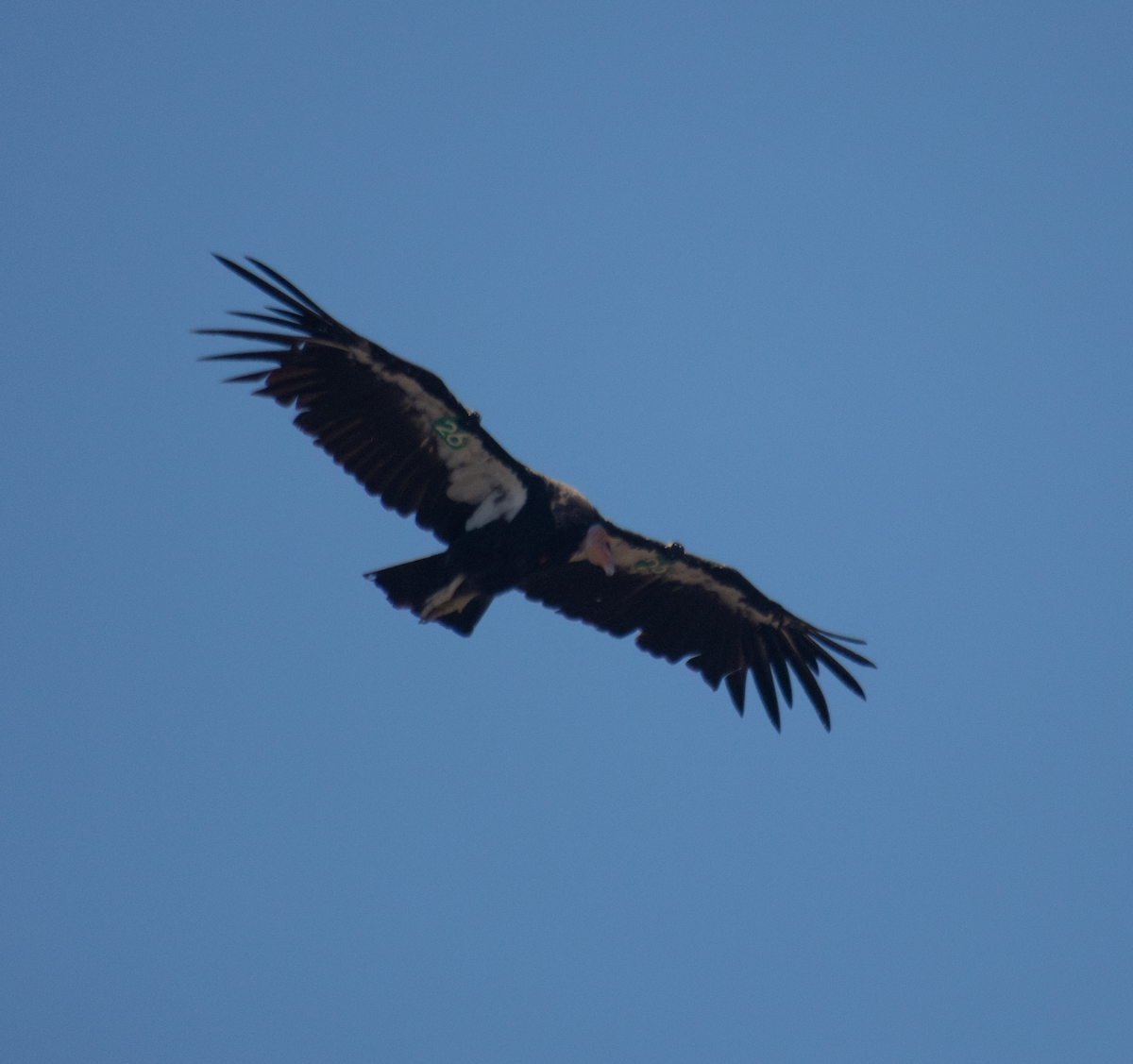 California Condor - ML642975328