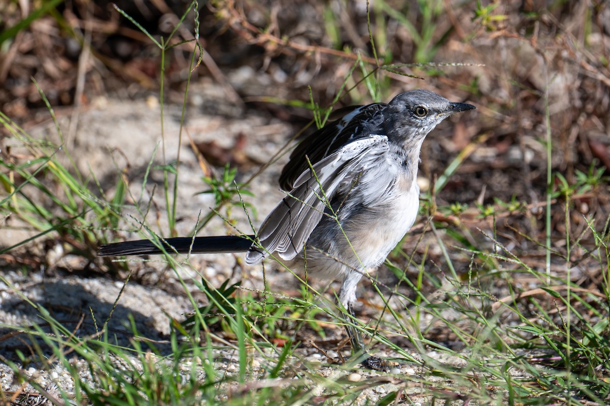 Northern Mockingbird - ML642975339