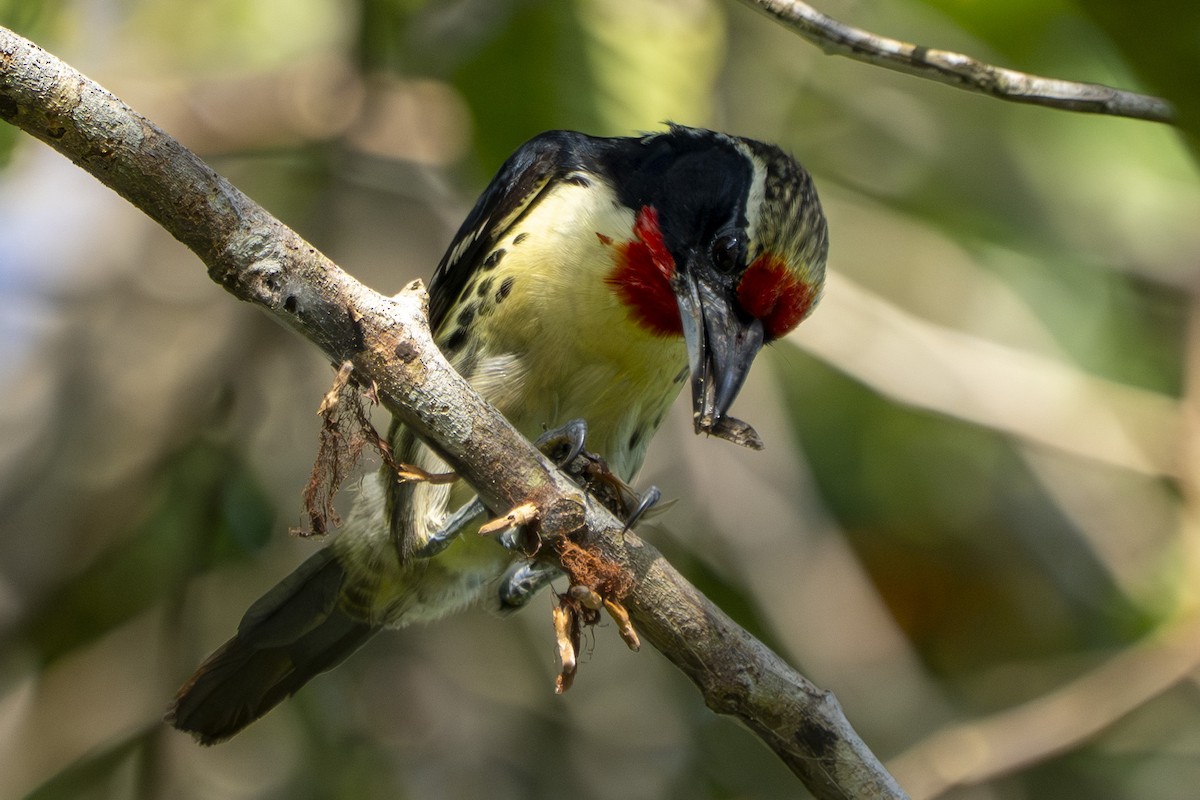 Black-spotted Barbet - ML642975340