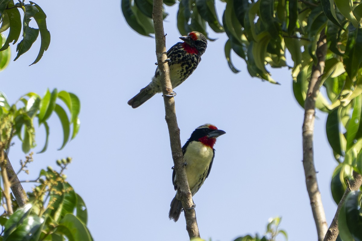 Black-spotted Barbet - ML642975341