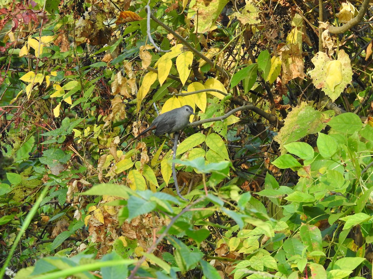Gray Catbird - ML642975347