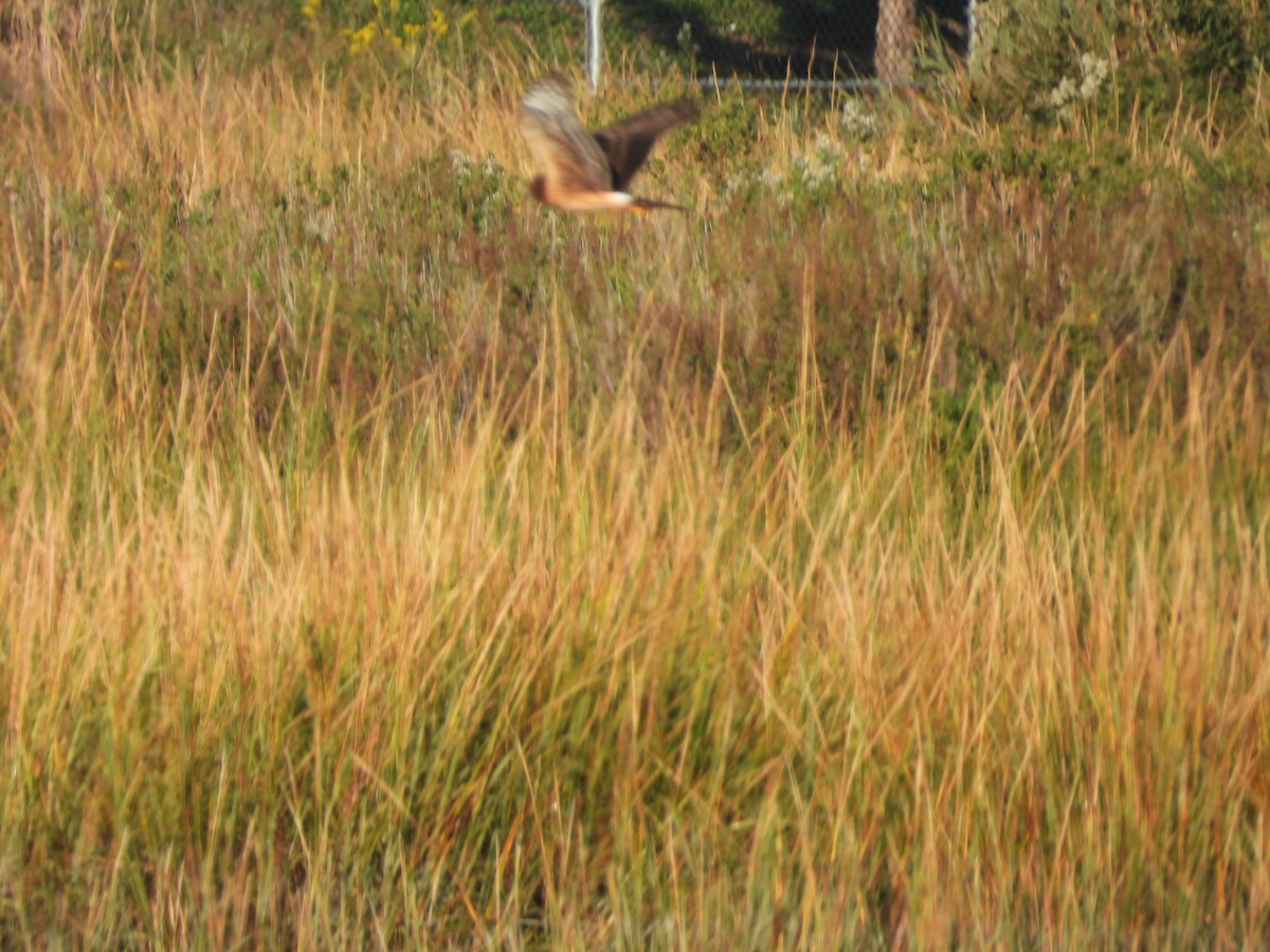 Northern Harrier - ML642975362
