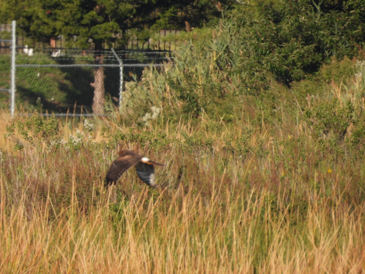 Northern Harrier - ML642975363