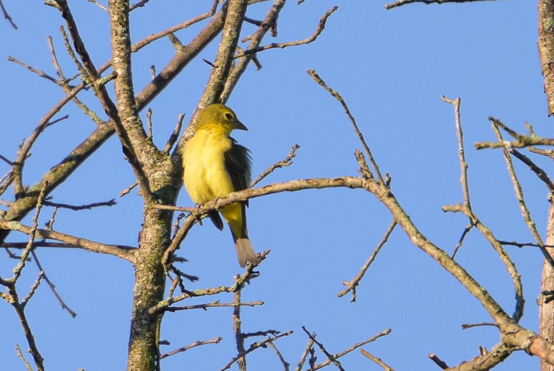 Piranga écarlate - ML642975364